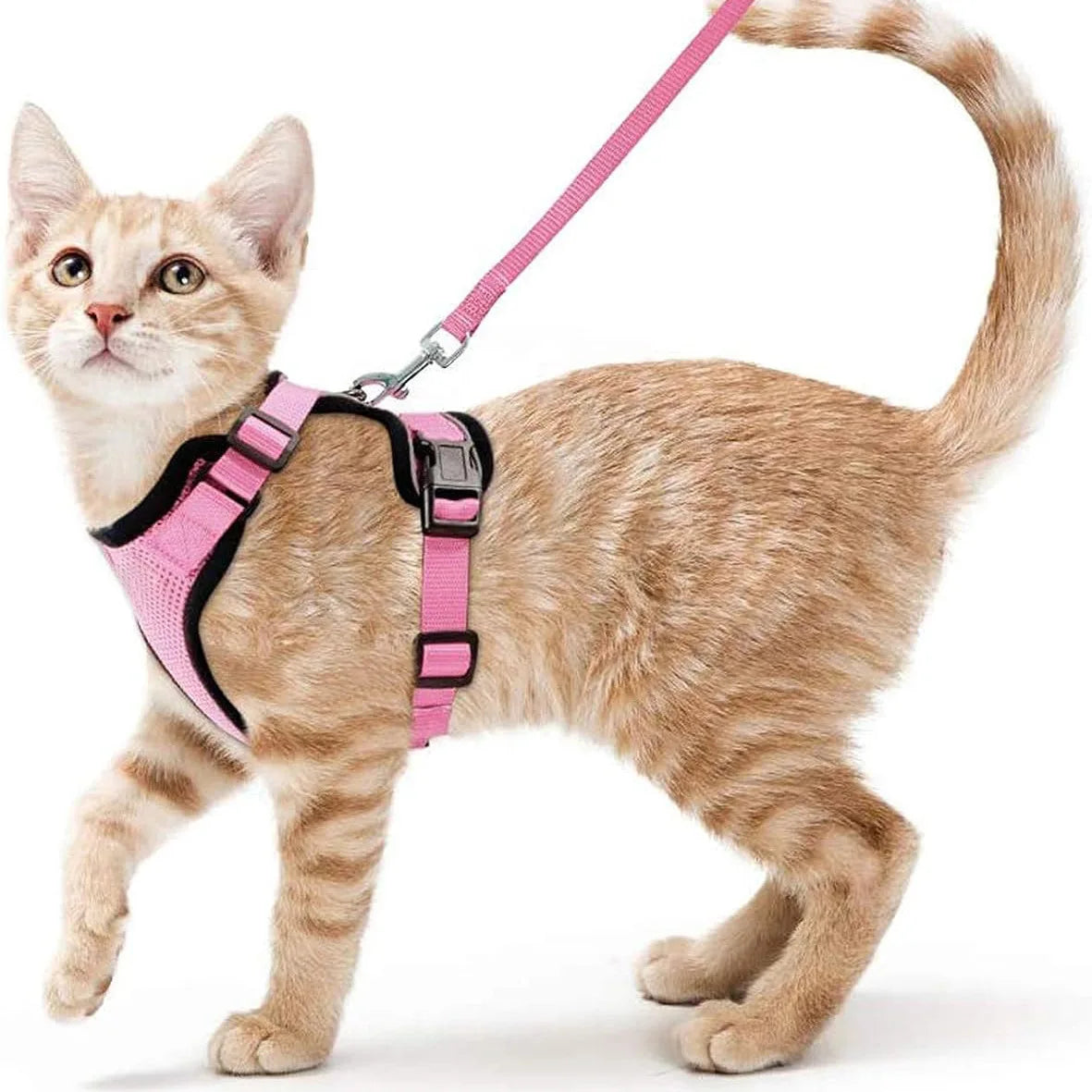 Escape proof kattenharnas met riem